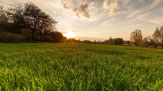 Ukraine Grünes Weizenfeld bei Sonnenuntergang Sonne Blendung Gras Sommertag Bäume Himmel Reihen