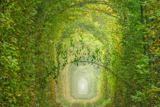 Ukraine Sommertunnel der Liebe