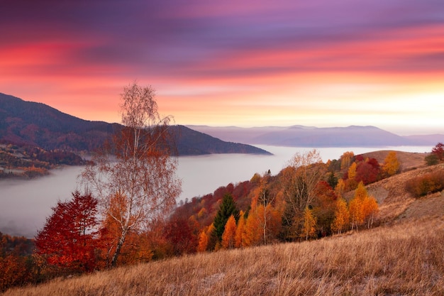 Ukraine Warmer Herbst in den Karpaten Sehr schöne malerische Buchen-, Birken- und Kiefernwälder an den Hängen des Synevyr-Gebirges leuchten vor dem Hintergrund des Sonnenuntergangs in leuchtenden Farben