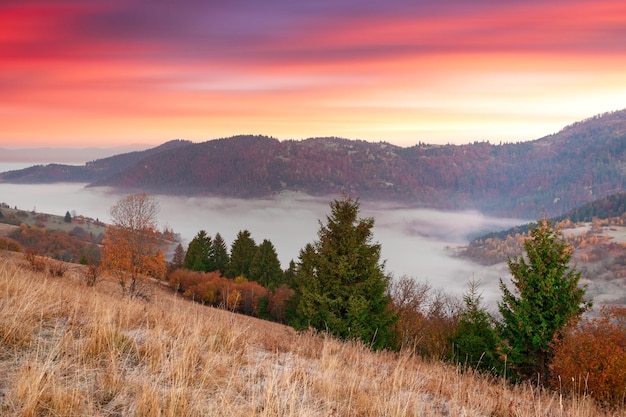 Ukraine Warmer Herbst in den Karpaten Sehr schöne malerische Buchen-, Birken- und Kiefernwälder an den Hängen des Synevyr-Gebirges leuchten vor dem Hintergrund des Sonnenuntergangs in leuchtenden Farben