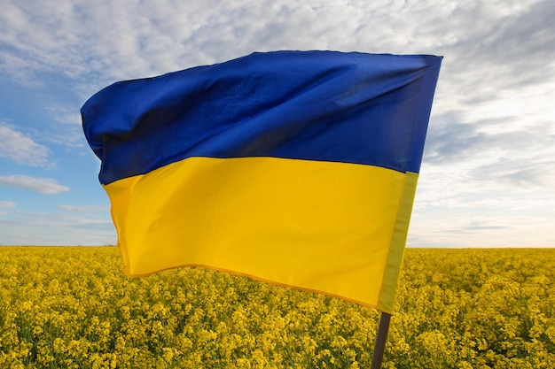 Ukrainische Flagge auf dem Hintergrund eines gelben Feldes und eines blauen Himmels