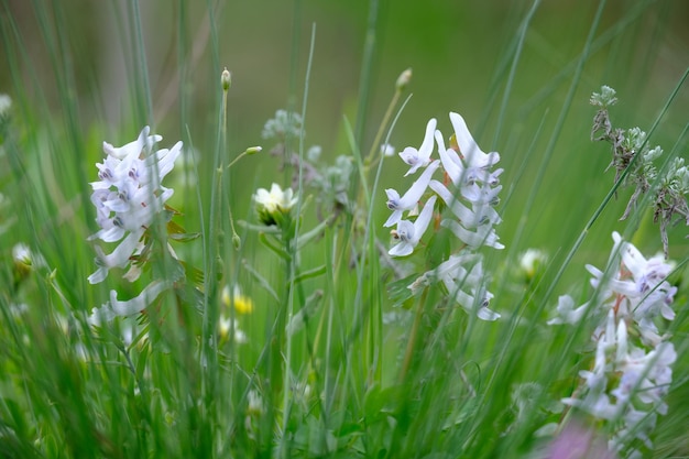 Ukrainische Glockenblumen Hyacinthoides nonscripta selektiver Fokus und diffuser Vordergrund im Frühlingssonnenlicht am frühen Morgen