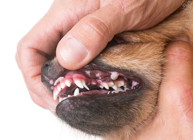 úlcera bucal en perro