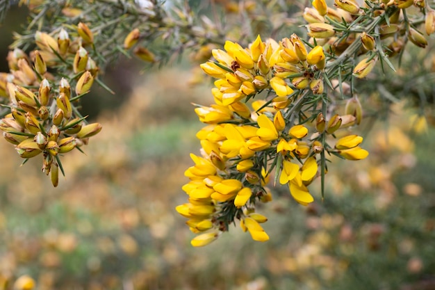 Foto ulex europaeus ramos do tojo com suas inflorescências amarelas