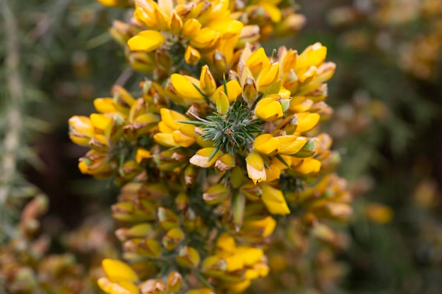 Ulex europaeus ramos do tojo com suas inflorescências amarelas