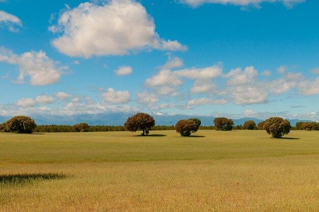 Últimas estepes nos campos de granada