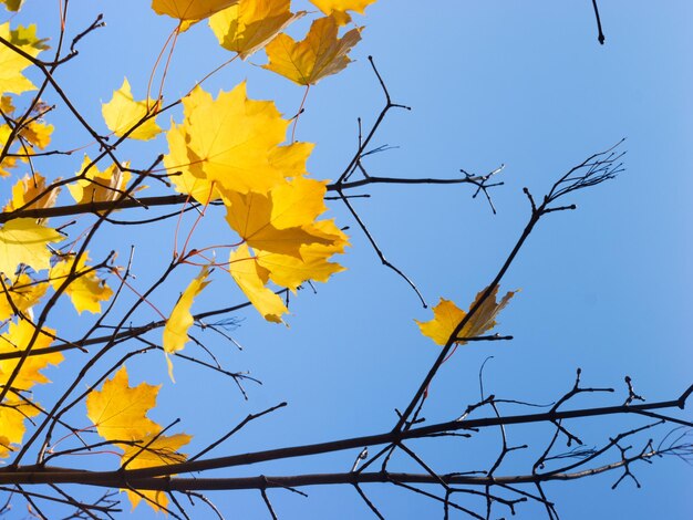 Foto Últimas hojas doradas en el árbol de arce contra el cielo azul claro en otoño