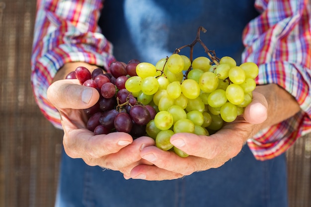 Último homem segurando nas mãos a colheita das uvas