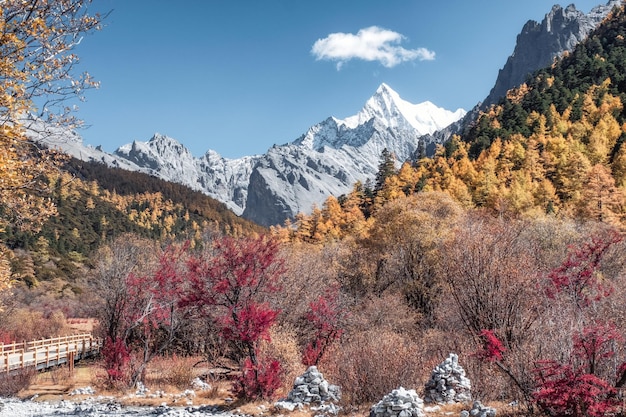 El último ShangriLa con la montaña Chana Dorje en el bosque de pinos de otoño en Yading