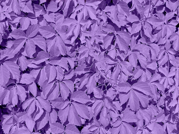 Ultra violeta fundo feito de folhas