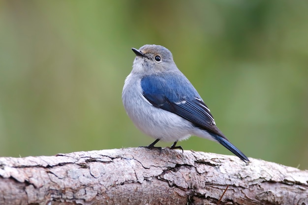 Ultramarine Flycatcher Ficedula Birds of Thailand