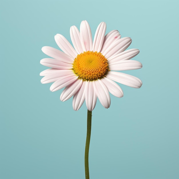 Ultrarealistische Gänseblümchen-Illustration auf blauem Hintergrund