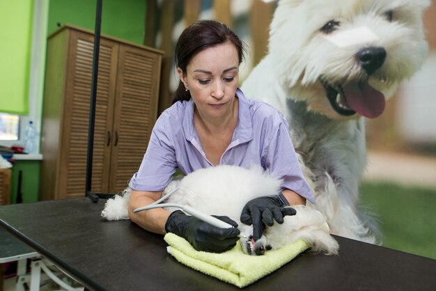 Foto ultraschallreinigung der zähne eines pudelhunds ohne anästhesie groomer-frau, die weiße hundezähne putzt
