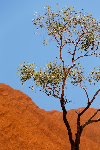 Foto uluru ii - austrália