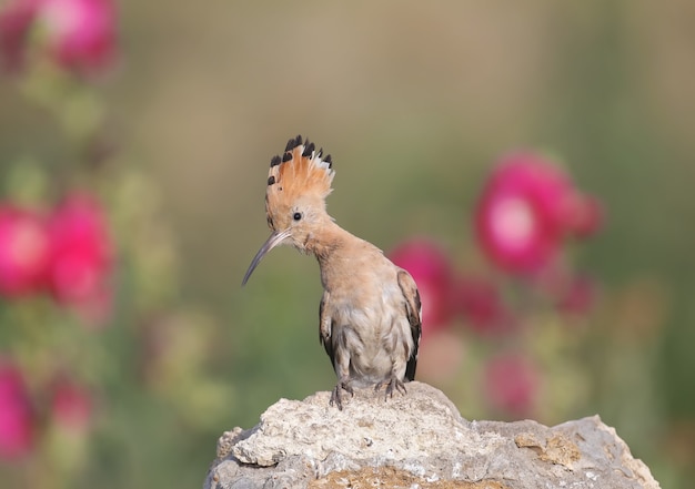 Um a poupa eurasiana (upupa epops) está em close-up