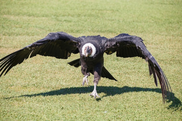 Foto um abutre voando sobre um campo de grama