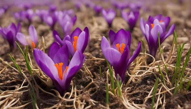 um açafrão é uma especiaria derivada da flor de Crocus sativus