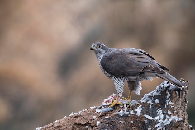 Um açor do norte azor accipiter gentilis enquanto come um pombo de madeira espanha