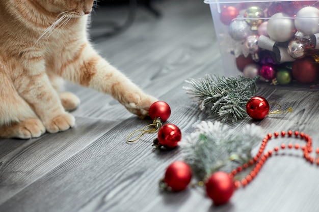 Um adorável adorável gato britânico brincando com bolas de natal em casa, enfeites de natal, gato de natal, ano novo