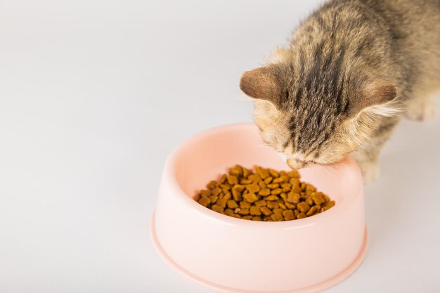 Um adorável gato tabby isolado senta-se ao lado de uma tigela de comida no chão comendo uma deliciosa refeição O olho curioso do gato e a língua pequena acrescentam ao charme deste retrato reconfortante