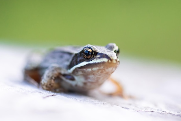 Um adulto Sapo Europeu Bufo Bufo sentado no chão no jardim