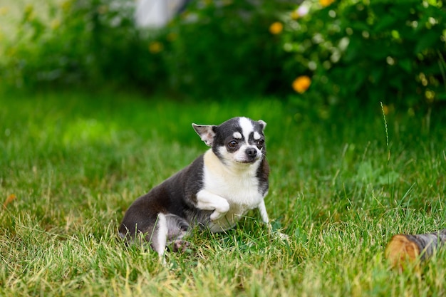 Um adulto sério Chihuahua está sentado na grama ao ar livre no jardim de verão