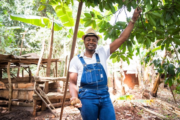 Um agricultor africano colhe noz de cola de sua produção agrícola de plantação na áfrica