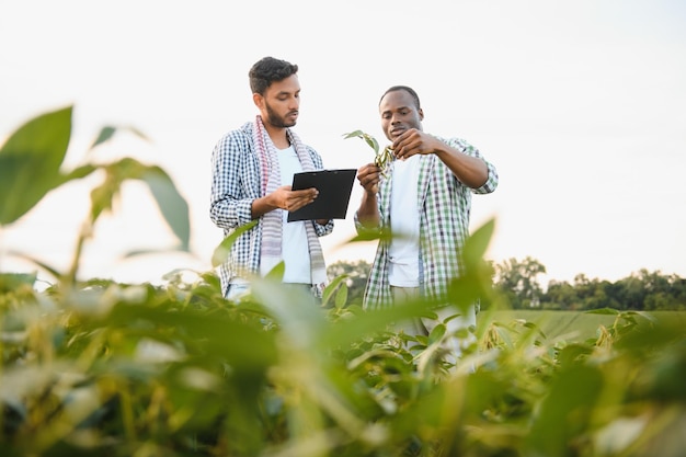 Um agricultor afro-americano e um empresário indiano num campo de soja discutem a venda de soja