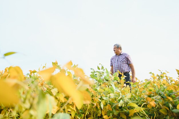 Um agricultor agrônomo inspeciona soja crescendo em um campo. Agricultura