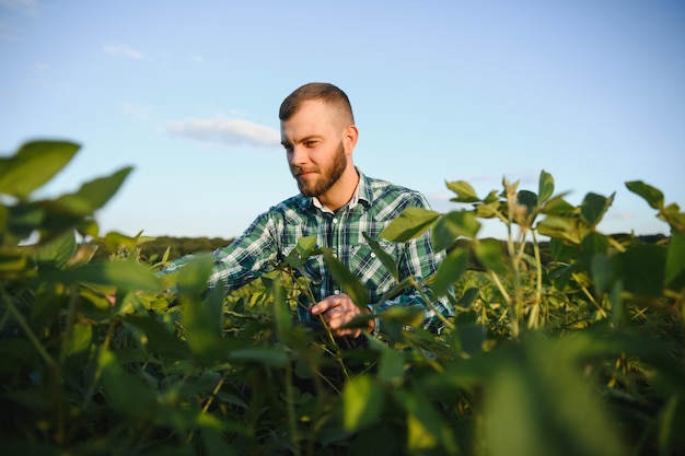 Um agricultor agrônomo inspeciona soja verde crescendo em um campo. agricultura