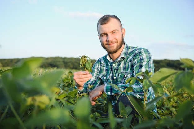 Um agricultor agrônomo inspeciona soja verde crescendo em um campo. Agricultura