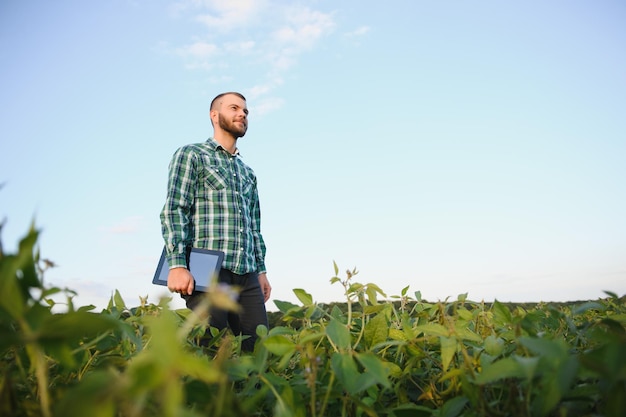 Um agricultor agrônomo inspeciona soja verde crescendo em um campo. Agricultura