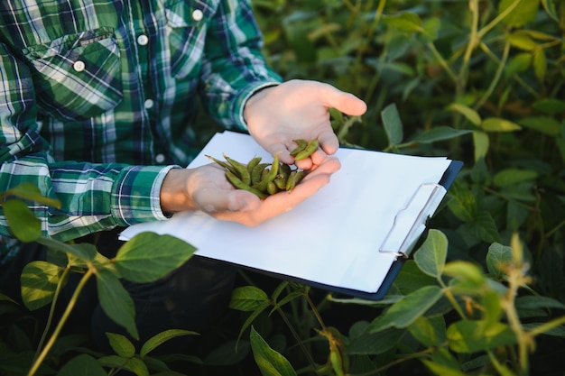 Um agricultor agrônomo inspeciona soja verde crescendo em um campo Agricultura