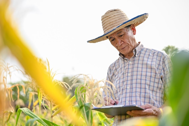 Um agricultor asiático idoso escrevendo algo em um papel de prancheta trabalhando em seu milharal