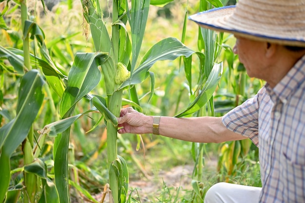 Um agricultor asiático idoso profissional inspecionando a qualidade do milho em sua fazenda