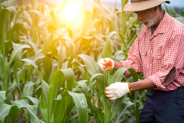 Um agricultor asiático sênior fica em um campo de milho inspecionando as colheitas