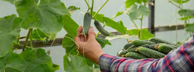 Um agricultor colhe pepinos numa estufa Foco seletivo