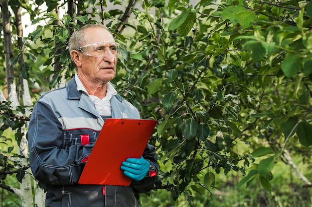 Um agricultor com um tablet examina as macieiras no jardim Um homem de pé em um grande jardim e verificando a saúde das macieiras