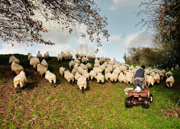 Um agricultor dirigindo um quadriciclo pastoreando um rebanho de ovelhas sobre o topo de uma colina