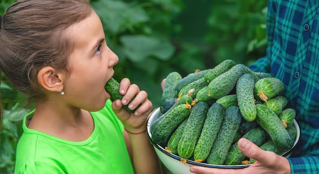 Um agricultor e uma criança estão segurando uma colheita de pepinos nas mãos