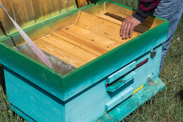 Um agricultor em um apiário de abelhas segura quadros com favos de cera Preparação planejada para a coleta de mel