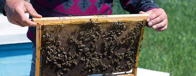 Um agricultor em um apiário de abelhas segura quadros com favos de cera Preparação planejada para a coleta de mel