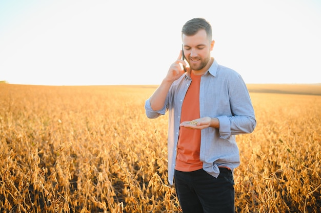 Um agricultor inspeciona um campo de soja O conceito da colheita