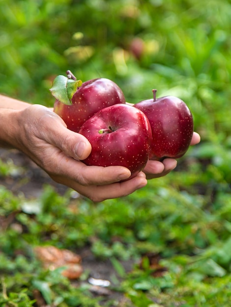 Um agricultor masculino colhe maçãs foco seletivo