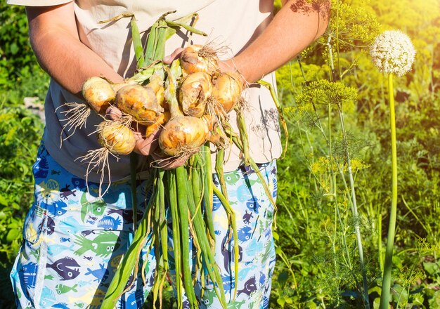 Um agricultor masculino demonstra a colheita de cebolas em suas mãos, o agricultor segura cebolas frescas do jardim