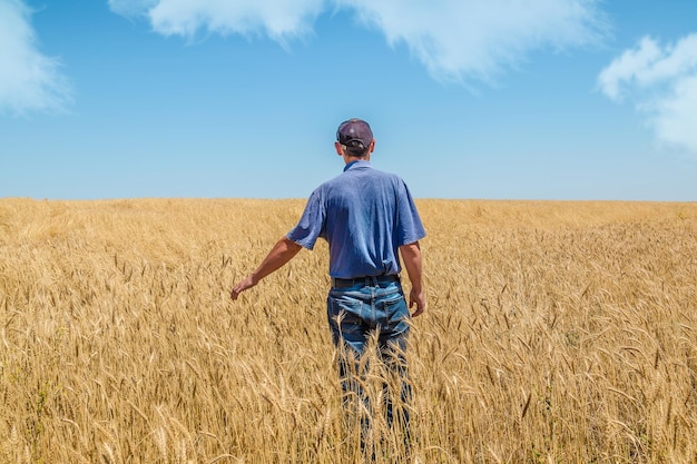 Um agricultor no campo examina a colheita de trigo dourado