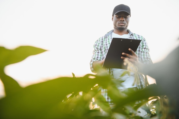 Um agricultor ou agrônomo afro-americano inspeciona a soja em um campo ao pôr do sol