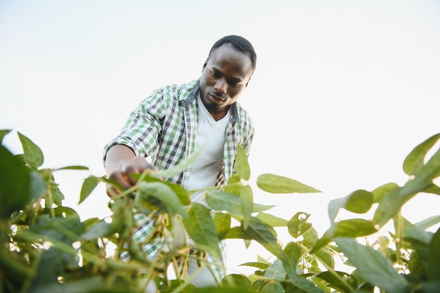 Um agricultor ou agrônomo afro-americano inspeciona soja em um campo ao pôr do sol