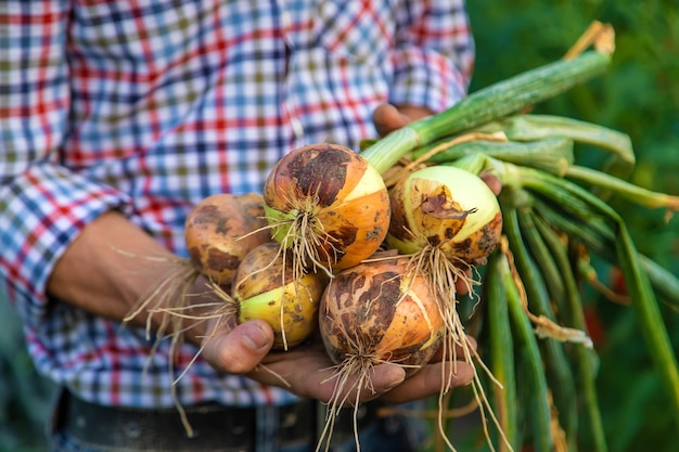 Um agricultor segura uma cebola no jardim. Foco seletivo.