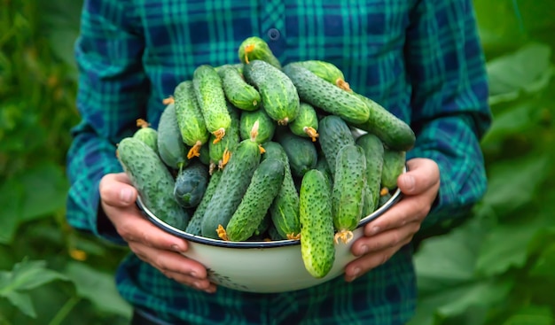 Um agricultor segura uma colheita de pepinos nas mãos